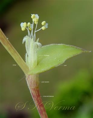  Inflorescence with one Male Flower